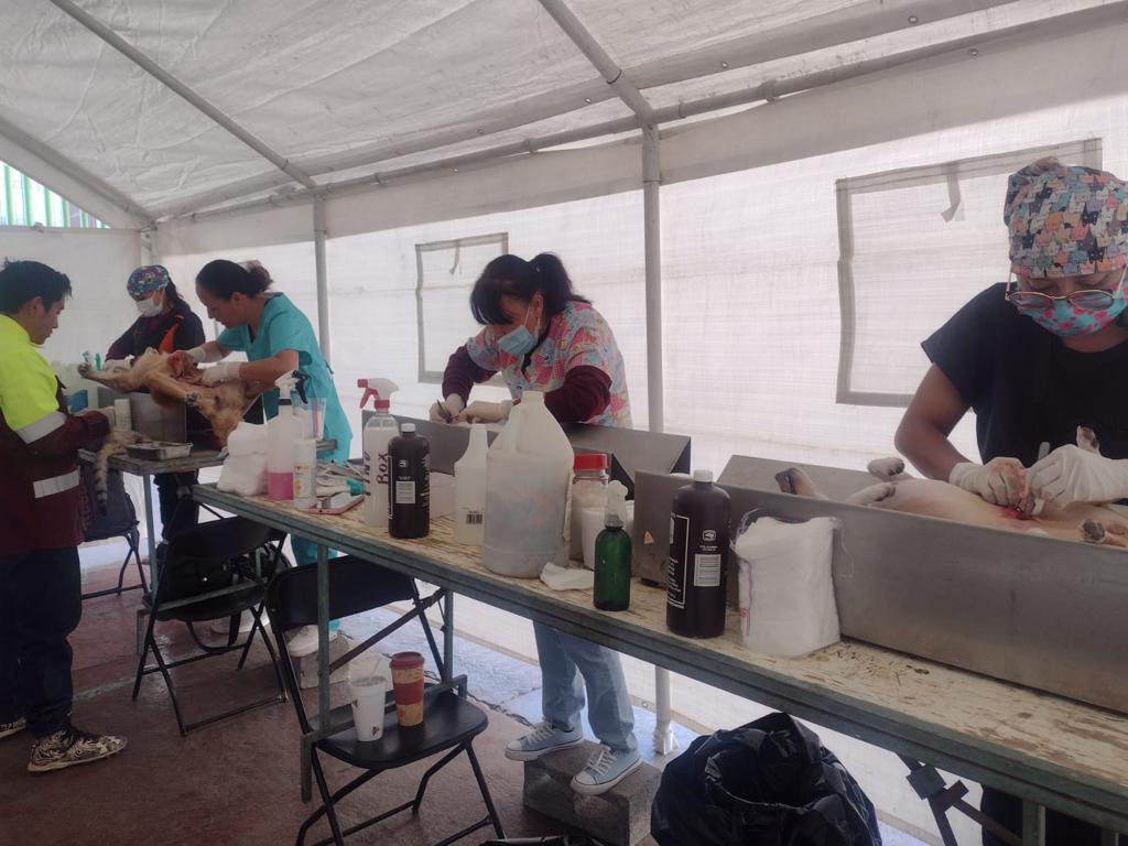 En Tecámac se realizarán ocho jornadas de esterilización de perros y gatos durante el mes de abril
