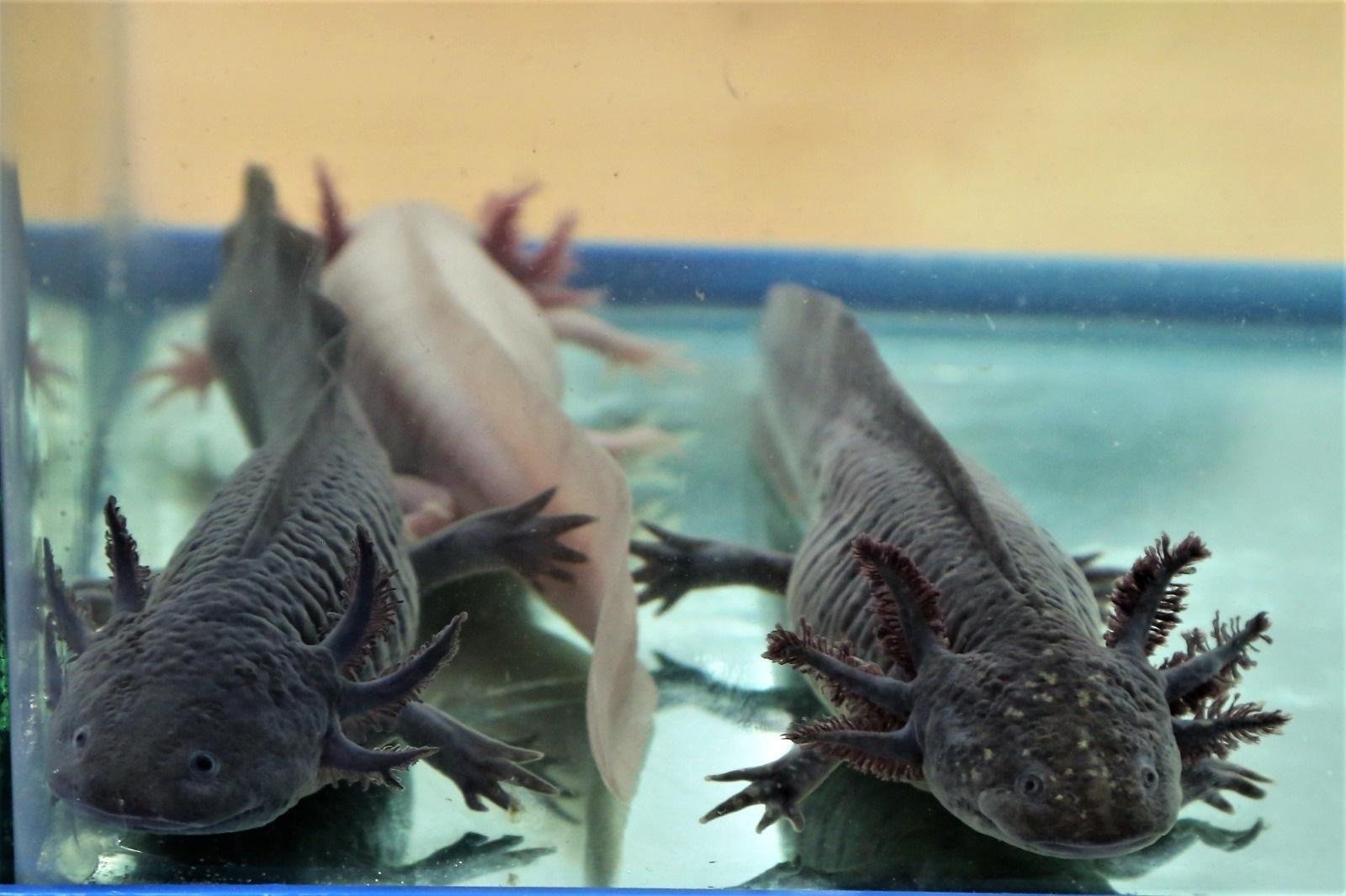 Reflexionan acerca del cuidado y la importancia del ajolote