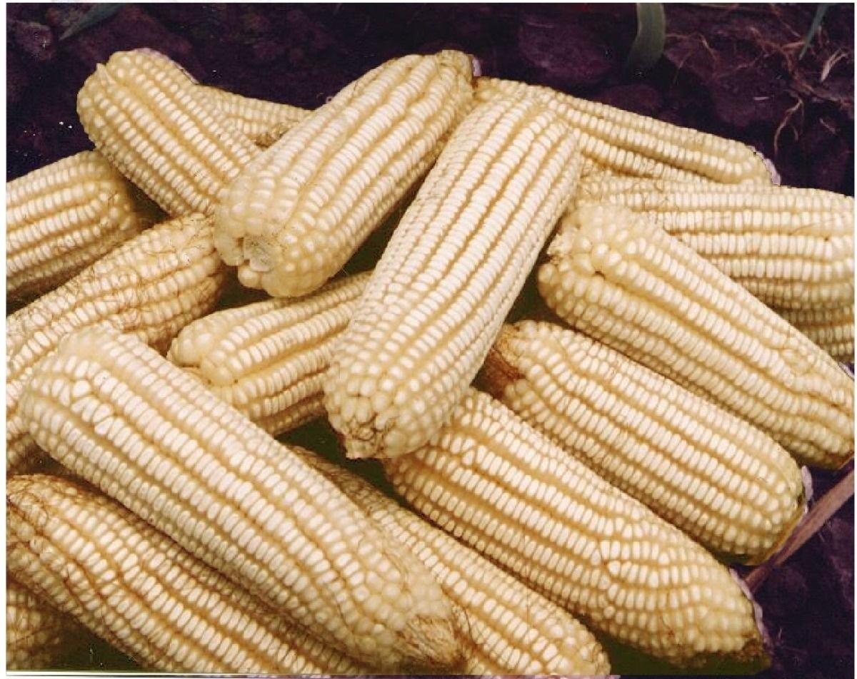 Facetas de México: Estados Unidos exhibirá a los talibanes agricolas de la 4T