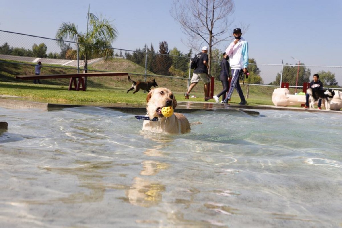 Protección civil de Tecámac recomienda cuidar a las mascotas de las altas temperaturas; pueden sufrir golpe de calor