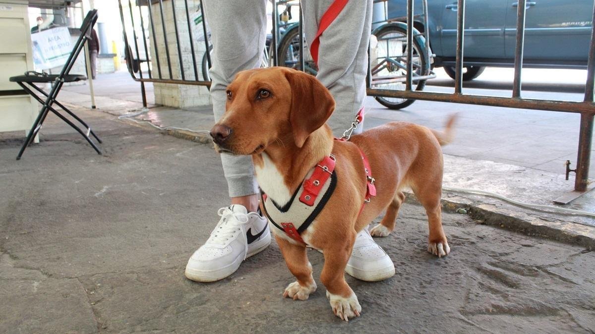 Consideraciones básicas para la tenencia responsable de mascotas