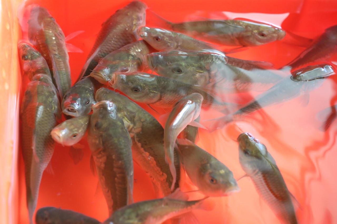 Firman Edoméx y Universidad de Hungría carta de intención de colaboración para mejoramiento genético de carpa 