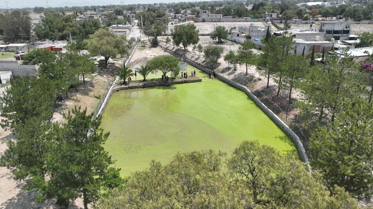 Continúan esfuerzos en Tecámac para conservar Ajolote Atigrado