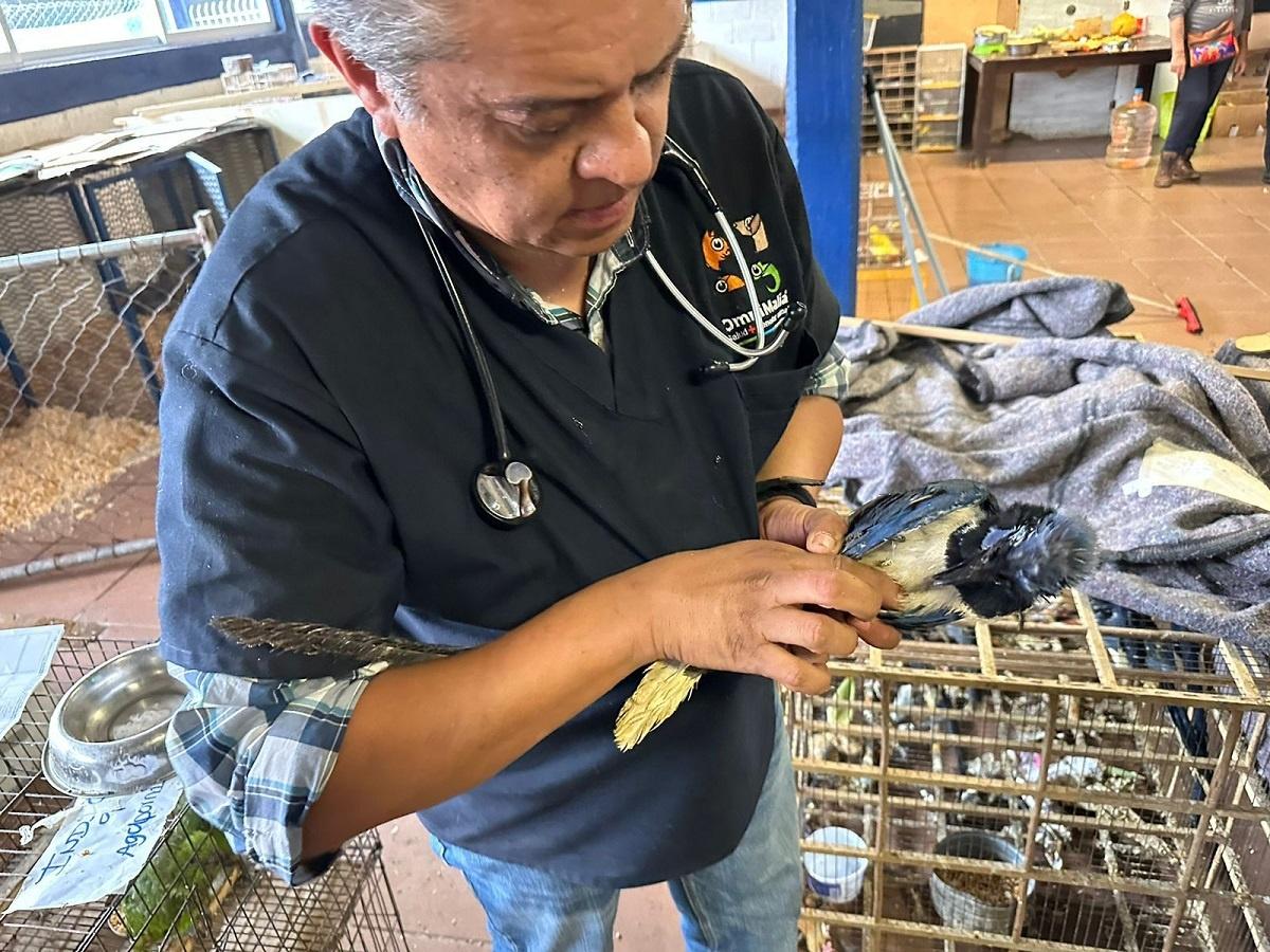 En rehabilitación mil 500 aves rescatadas en Iztapalapa 