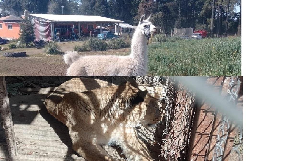 Aseguran Leona y una Llama luego de cateo en Coatepec Harinas 
