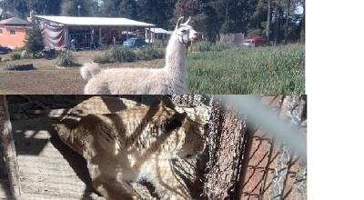 Aseguran Leona y una Llama luego de cateo en Coatepec Harinas 
