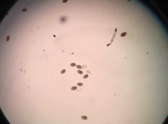 Aplican nanotecnología para el control de parásitos en el ganado