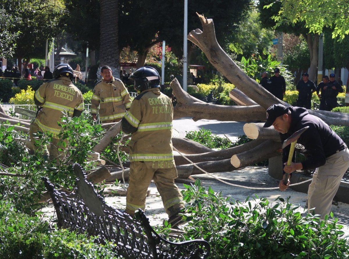 Árbol Caído en Jardín Municipal de Texcoco Bomberos Atienden a Cinco Personas sin Lesiones Graves