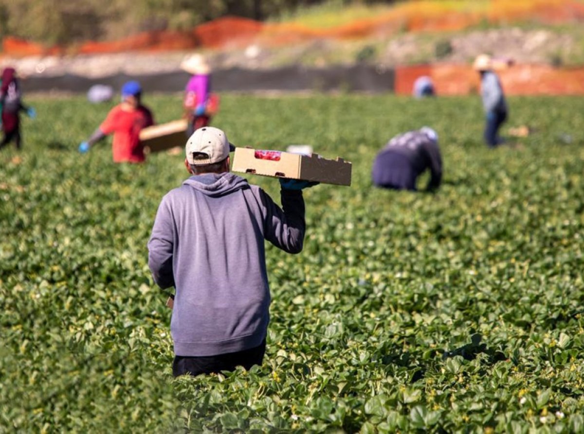 Prohibición del Glifosato en México: UMFFAAC Señala Preocupaciones