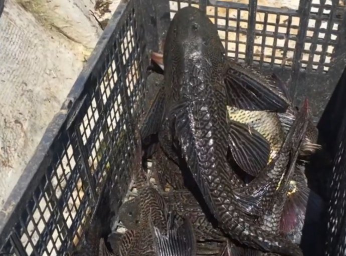 Alerta por Declive en Producción Pesquera: Desafíos en la Reserva de la Biósfera Zicuirán-Infiernillo