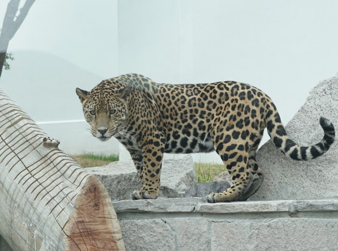 Personal del Zoológico en Ecatepec Toma Acciones Preventivas por Calor Extremo