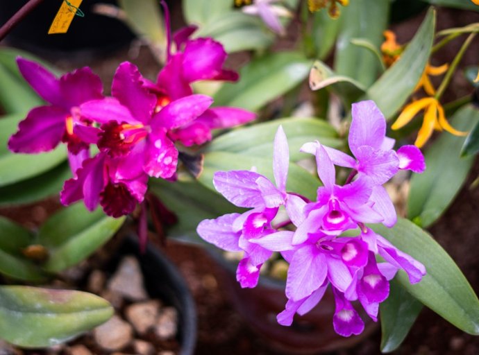 Orquideario Chapingo se suma al XV Festival Internacional de la Orquídea en Coatepec, Veracruz