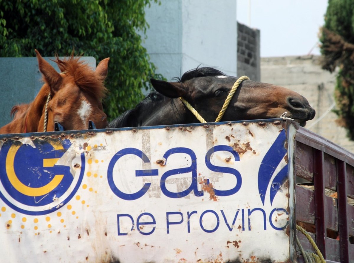 Rescate en la Carretera: Detenidos por Maltrato Animal en Ecatepec