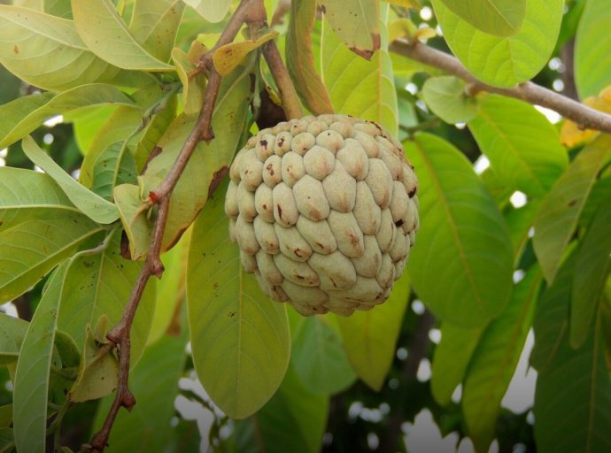 Estudio de la Universidad Autónoma Chapingo sobre Anonáceas: Potencial en Biopesticidas y Biocombustibles