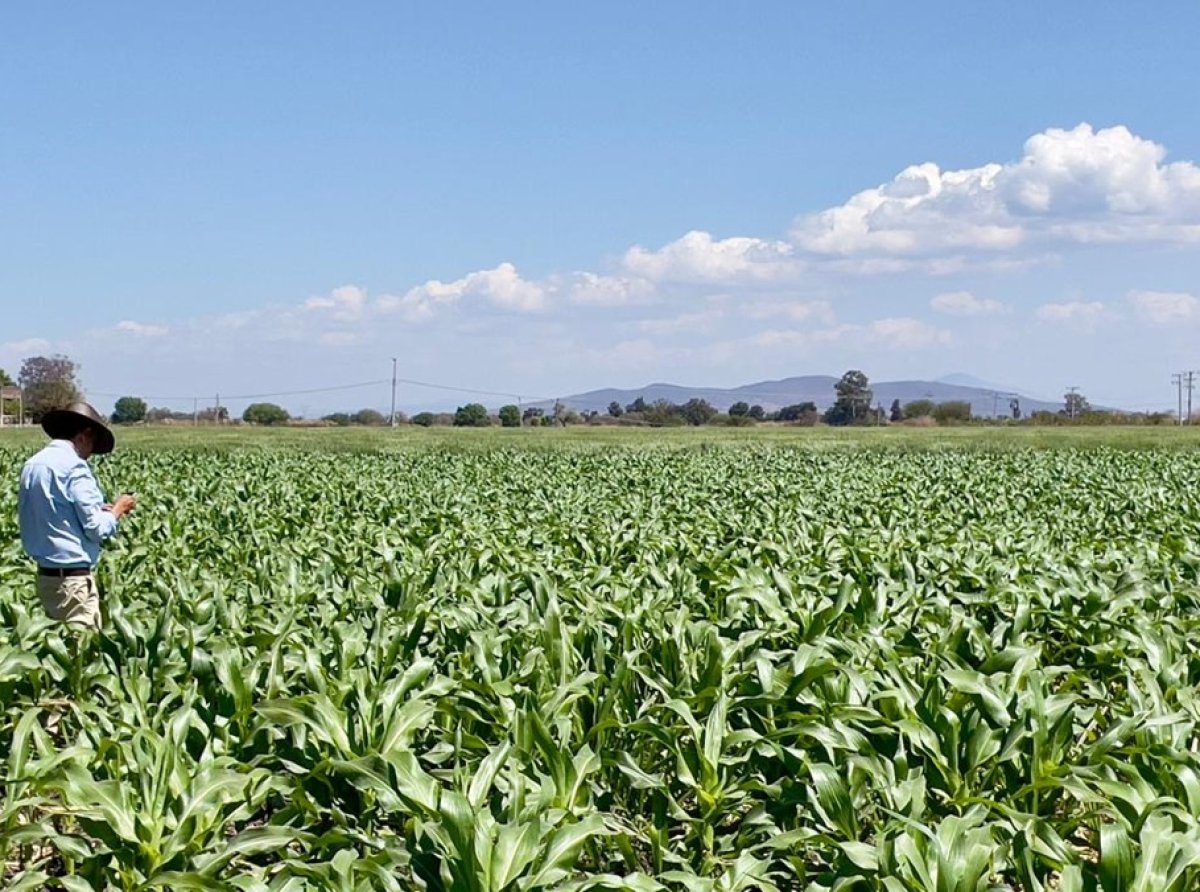 Colaboración Integral para la Sanidad Vegetal: Clave para el Futuro de la Agricultura