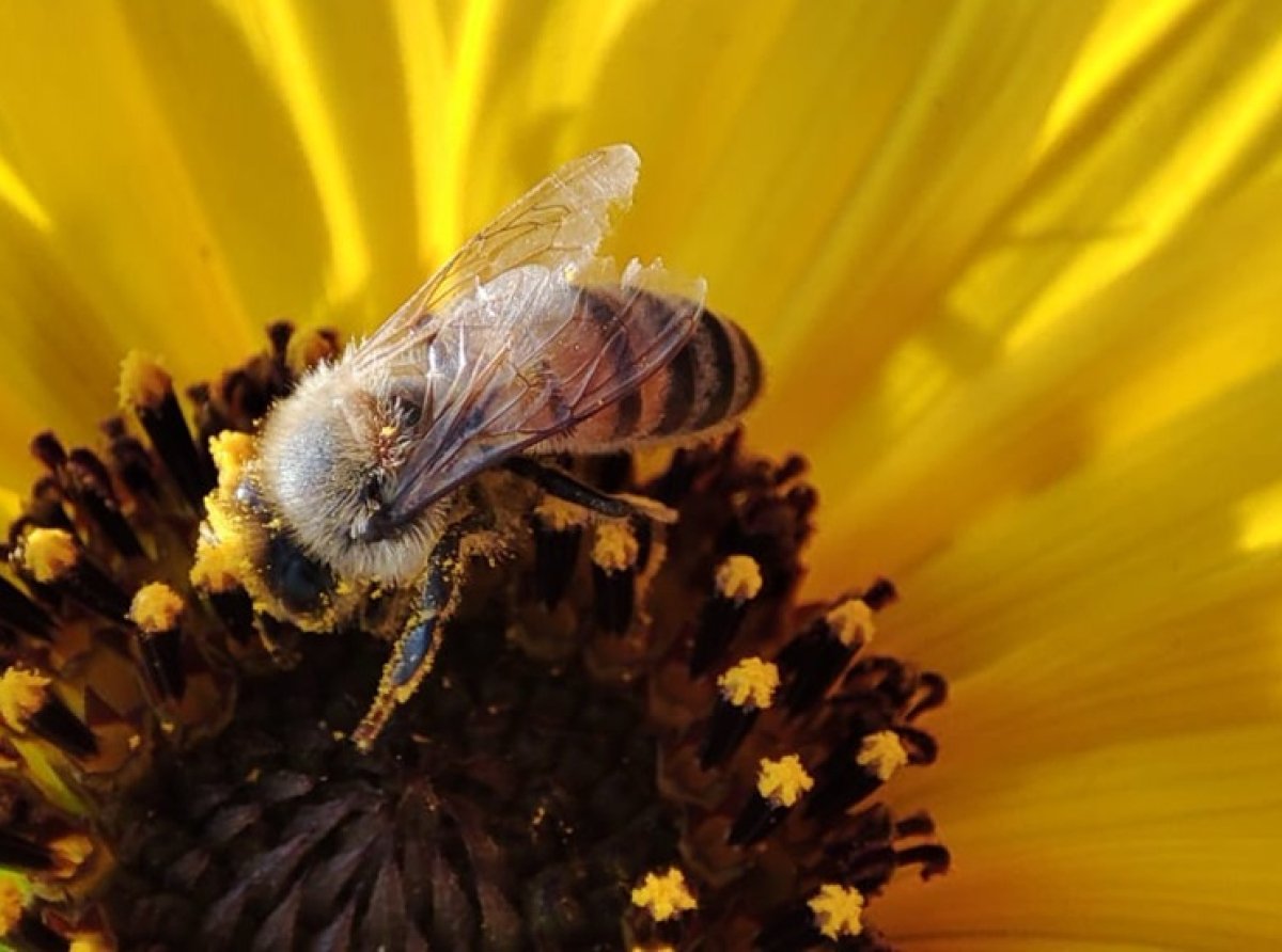 Alerta Sobre el Uso de Pesticidas Prohibidos que Amenazan a las Abejas