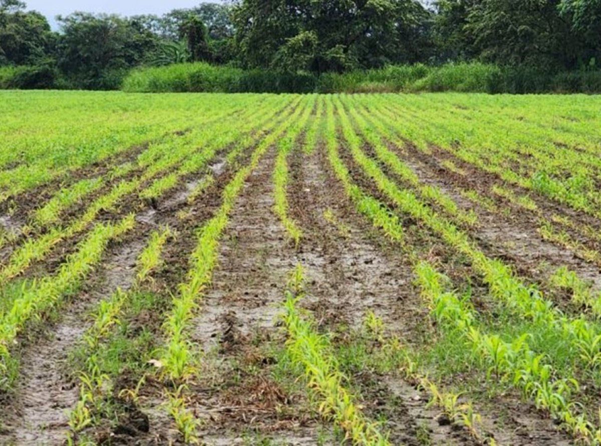 Cuatro acciones recomiendan agrónomos a los agricultores ante las lluvias