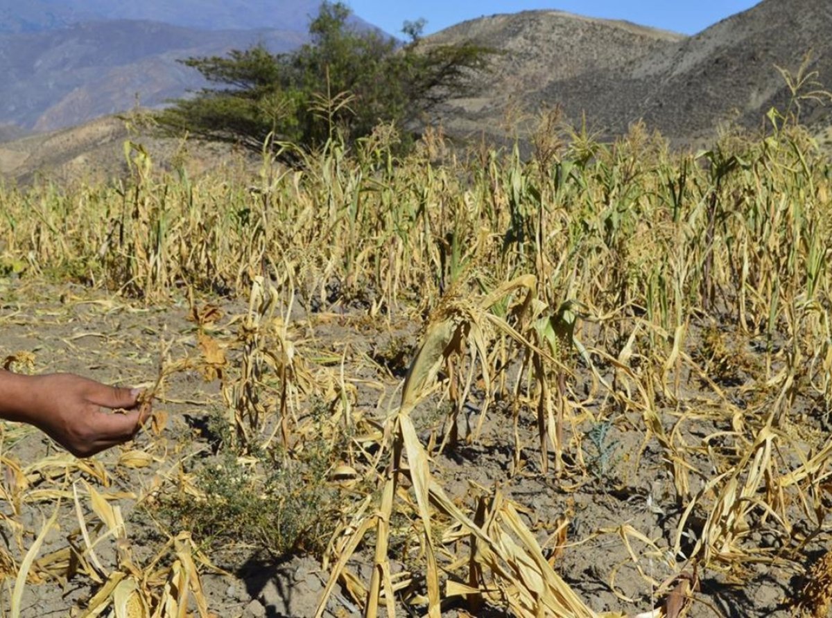 Crisis hídrica pone en riesgo la producción agrícola en México