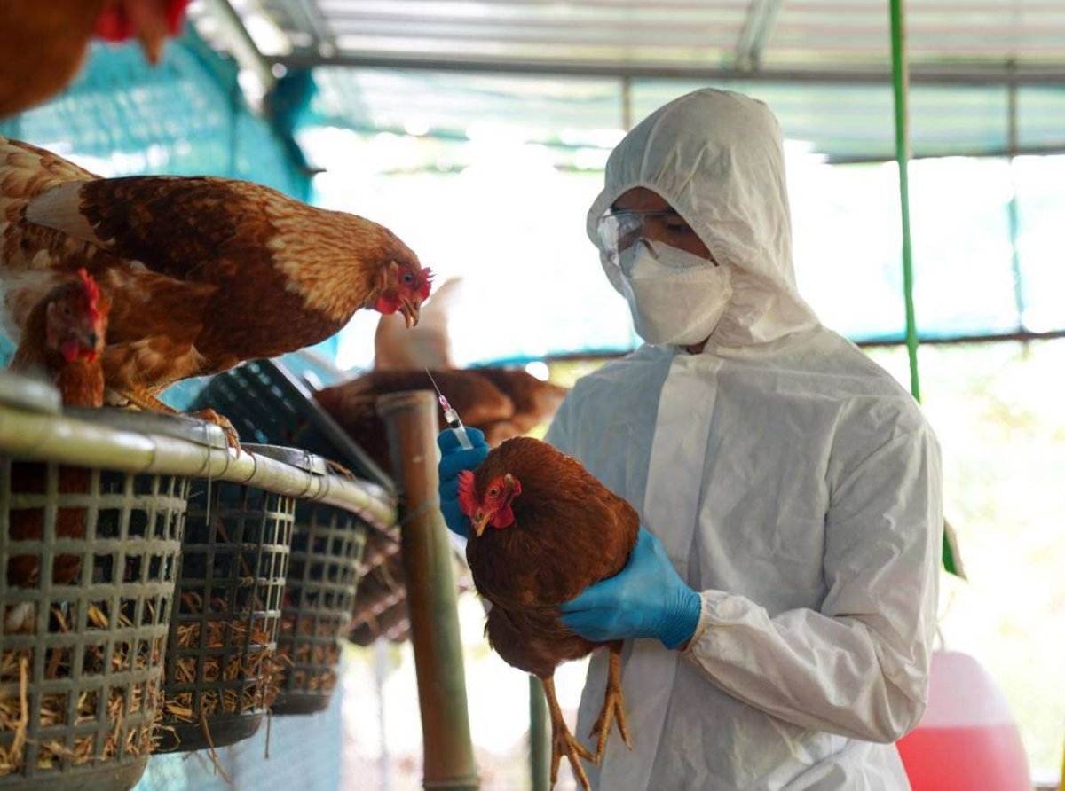 Primer caso humano de influenza aviar A (H5N2) en México: Sin riesgo para la población