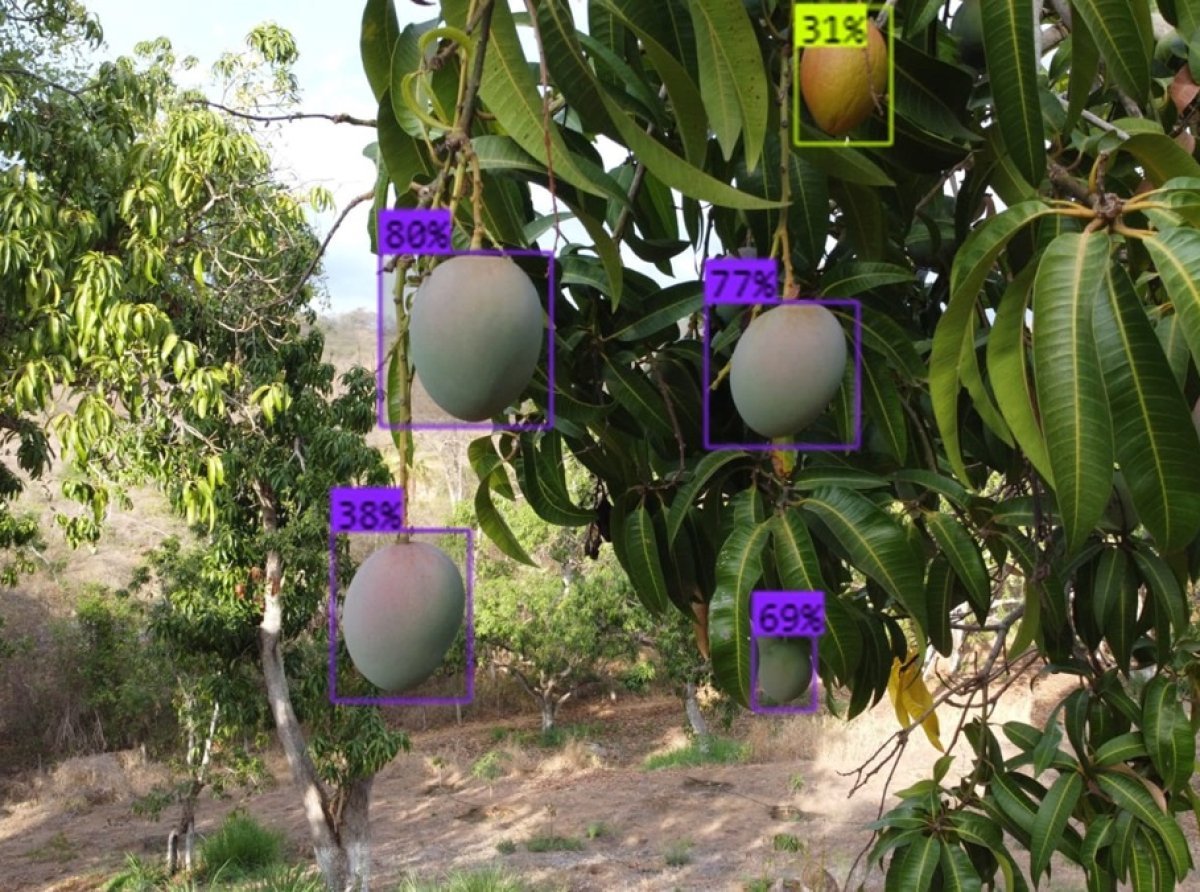 Investigación de UACh Revoluciona la Industria del Mango con Tecnología de Drones