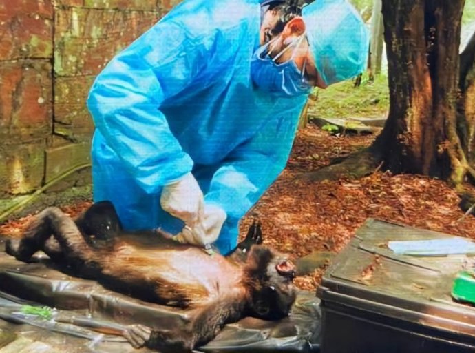 Especialistas y Comunidad en Defensa de Monos Saraguatos: Rechazan Decisión de Semarnat