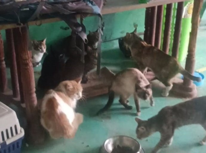 Rescatan a 52 gatos y 4 aves en Huehuetoca 