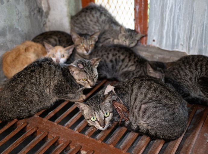 Cierre de Granja de Engorda de Gatos en Vietnam: Participación de Veterinaria Mexicana