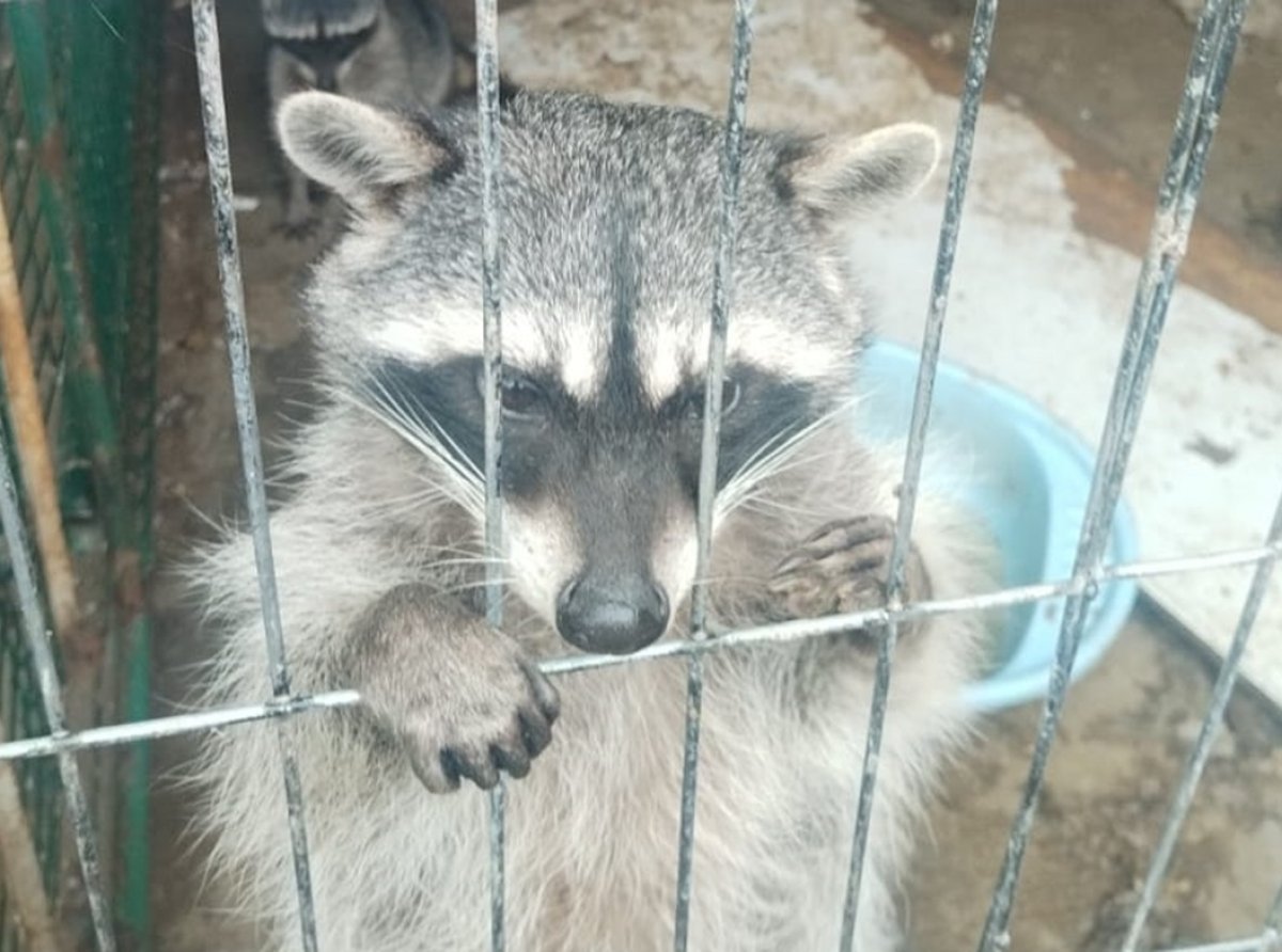 Cateo en Zinacantepec: rescatan león, mapaches y caninos, aseguran armas