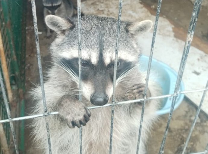 Cateo en Zinacantepec: rescatan león, mapaches y caninos, aseguran armas