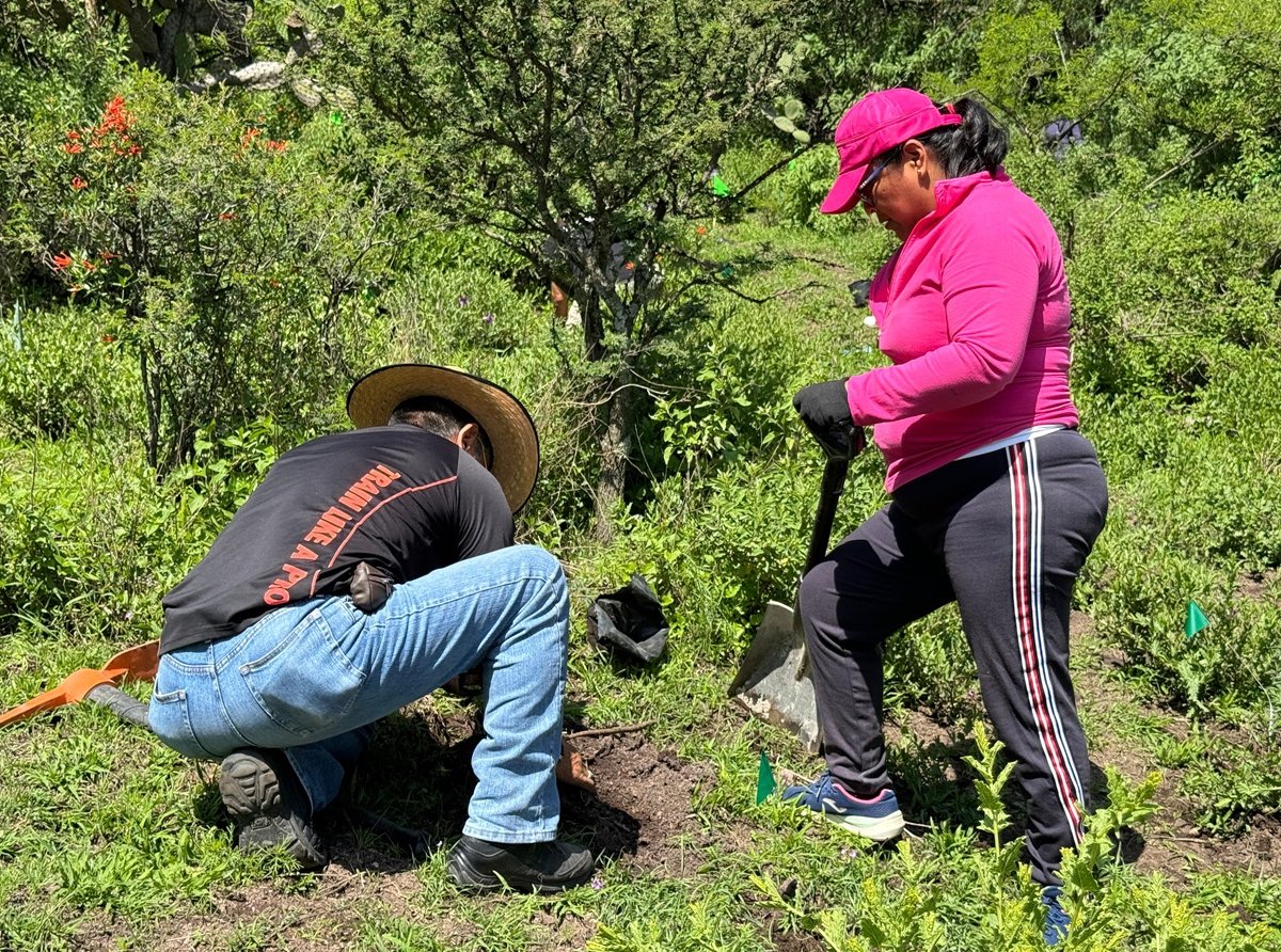 Preservando el Pulmón de Ecatepec: 15 Mil Plantas y Árboles para la Sierra de Guadalupe