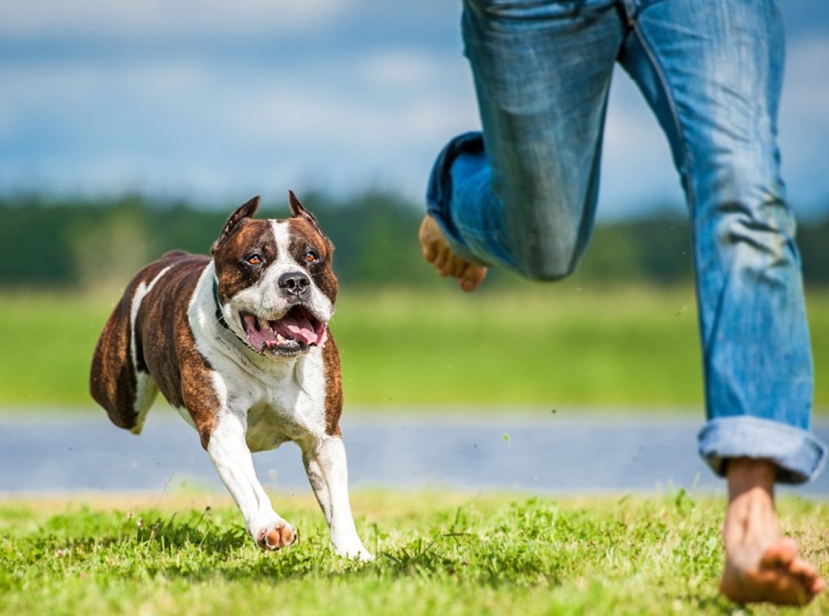 ¿Cómo asegurar el bienestar de los perros?