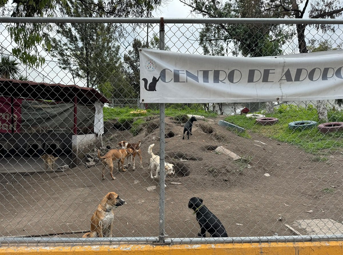 CEDA Fomenta la Adopción Responsable a través de su Nuevo Albergue Animal