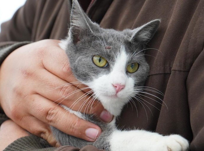 Campaña de Vacunación Antirrábica en Texcoco: Cuidado Integral para Mascotas