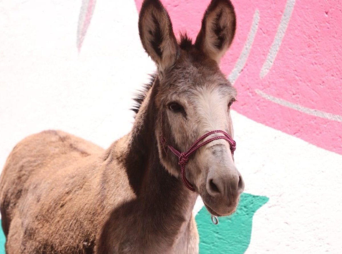 Santuario Animal de Tecámac recibe a &quot;Rutilia&quot;, una burrita de 26 años