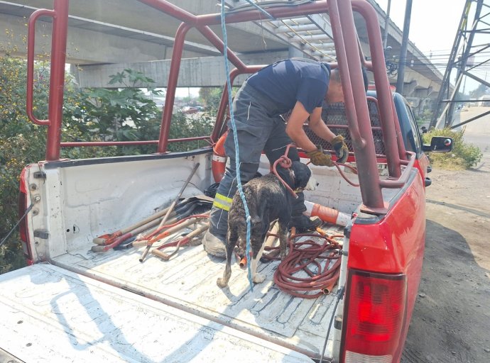 Heroico Rescate: Bomberos Salvan a Perro y lo Llevan a Clínica 'Huellitas'