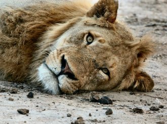 Más de 8 mil animales rescatados por zoológicos de México ante crisis de fauna