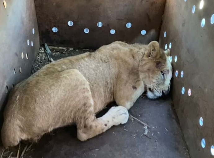 Cachorro de león es rescatado en Sinaloa en medio de un escenario de violencia