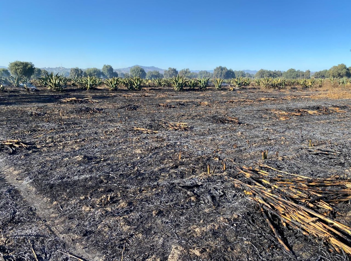 Incendio en Nopaltepec consume más de 30 hectáreas de cultivos agrícolas