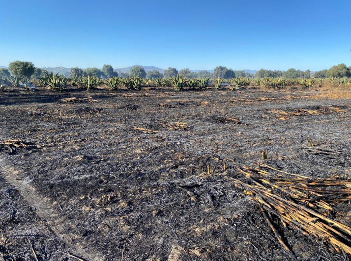 Incendio en Nopaltepec consume más de 30 hectáreas de cultivos agrícolas
