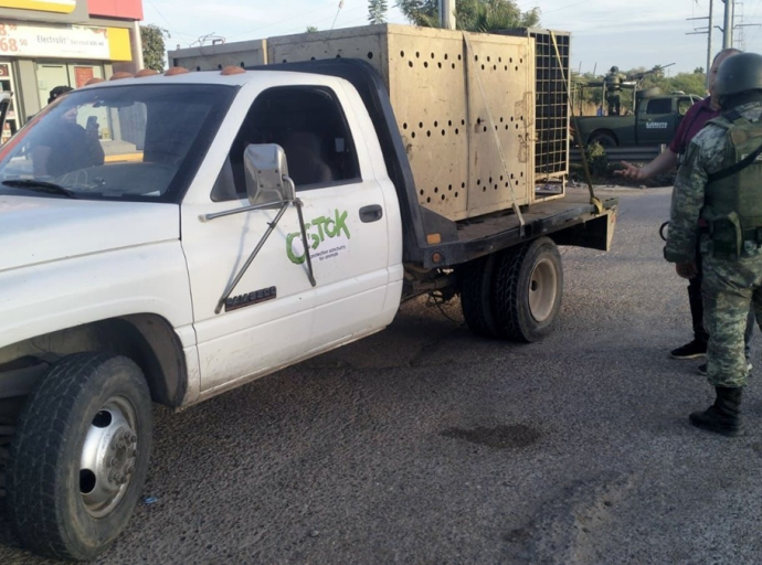 Operativo conjunto en Culiacán asegura dos tigres blancos, ahora bajo custodia en Santuario Ostok