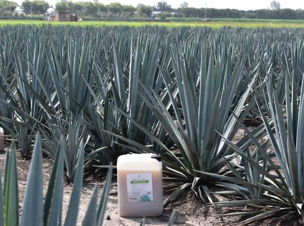 Innovación en la UAG: patente para proteger el agave y fortalecer la agricultura