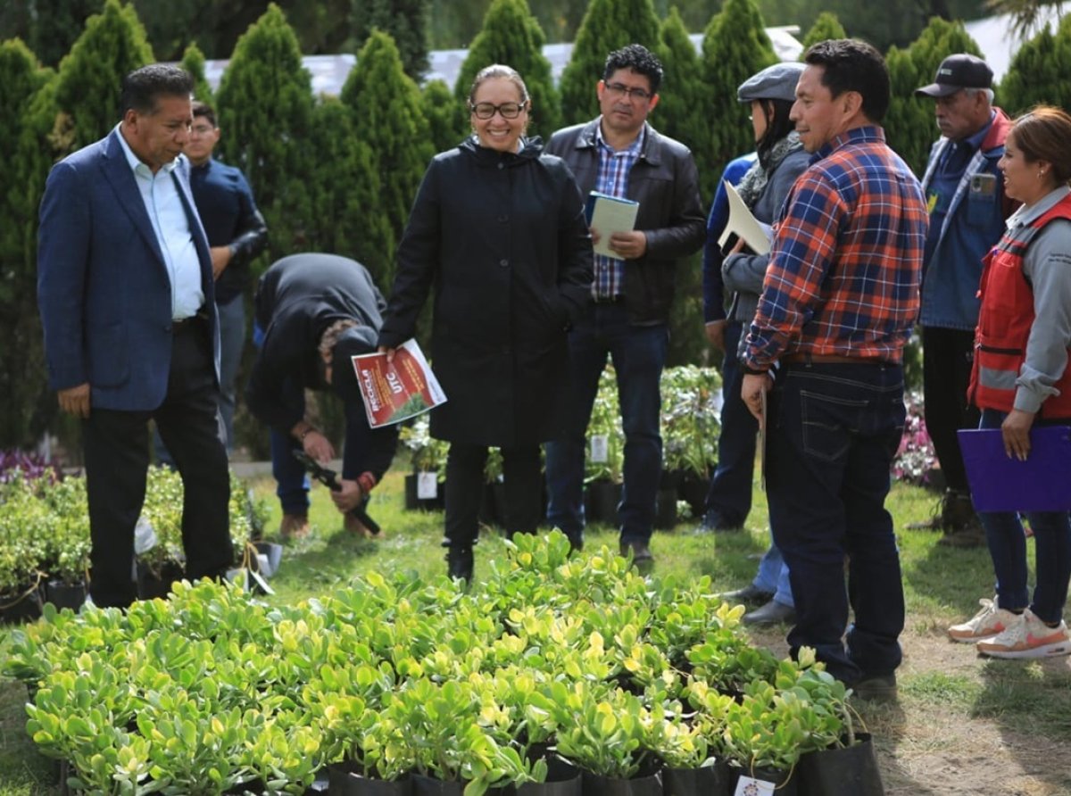 Recicla tu árbol navideño en Ecatepec y recibe una planta ornamental