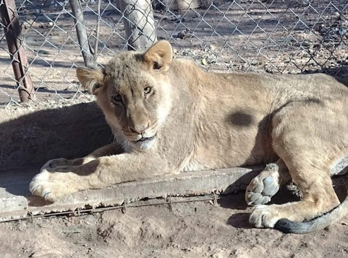 Protege a los grandes felinos: Conoce el esfuerzo para rehabilitar tigres y leones rescatados