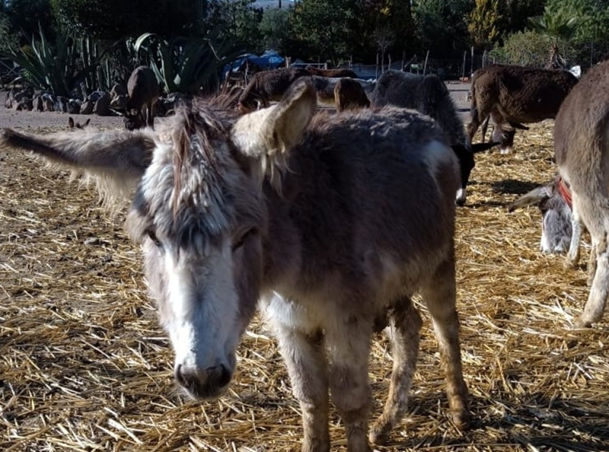 Alertan sobre robo de burros y caballos en Burrolandia 