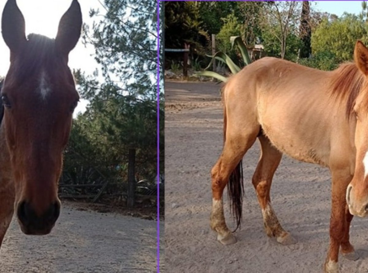 Recuperan a Lucero y Spirit en Nopaltepec, pero persiste búsqueda de dos burros robados en Burrolandia