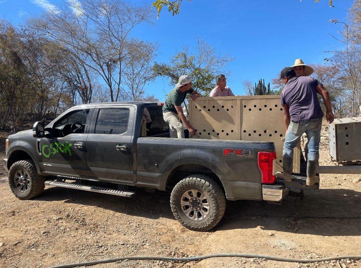 Violencia en Sinaloa: Asaltan unidad de rescate del Santuario Ostok, clave para salvar animales