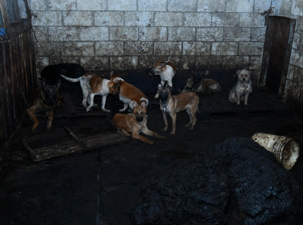 Hallazgo impactante en Mexicaltzingo: 108 perros encadenados y restos óseos, hay un detenido