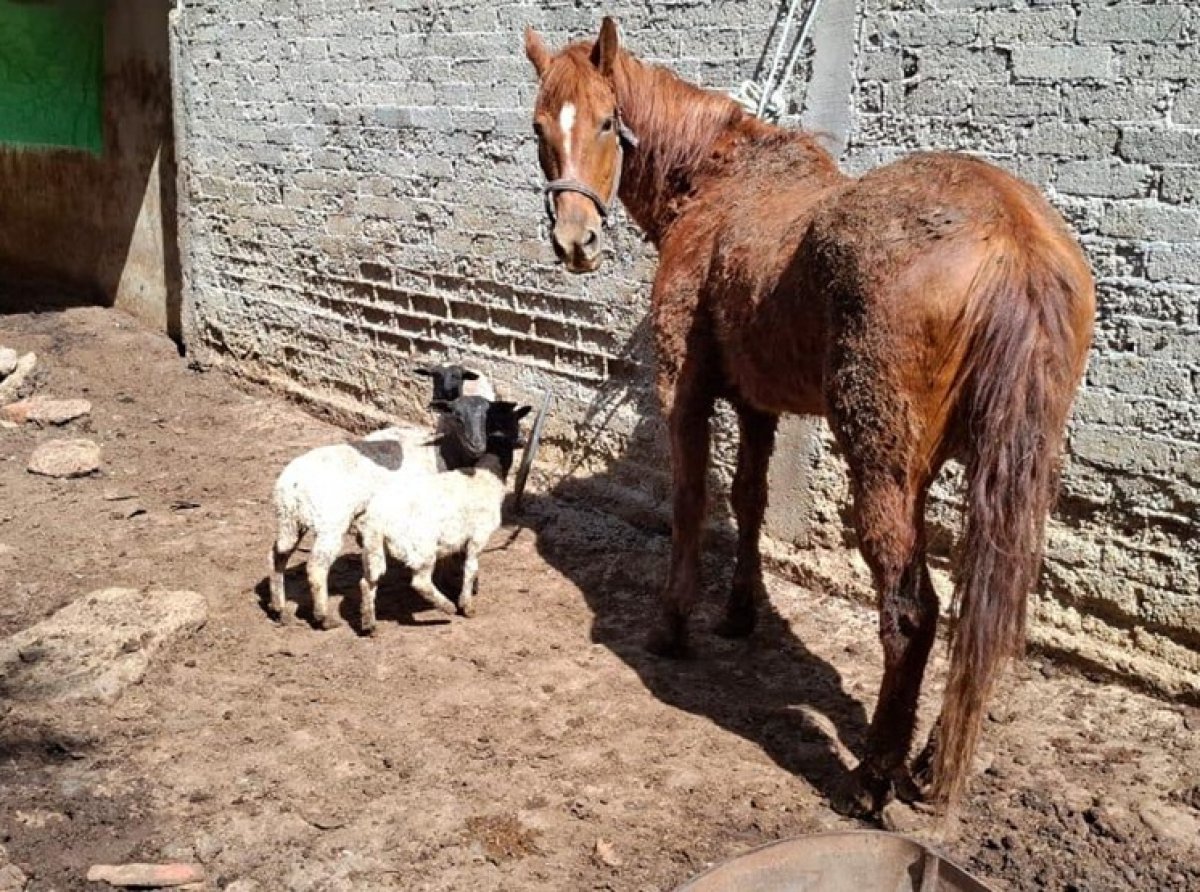 Maltrato animal en Tecámac: Rescate de animales en estado crítico