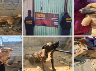 Rescatan a seis caninos víctimas de maltrato en Tultitlán
