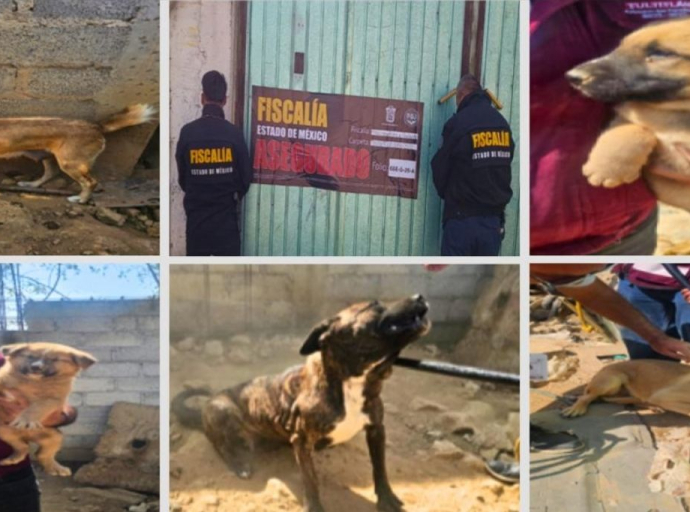 Rescatan a seis caninos víctimas de maltrato en Tultitlán
